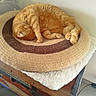 Potiron participe au concours pour gagner de l'argent avec cette photo : cat, orange_cat, sleeping, curled_up, crocheted_mat, circular_mat, vintage_trunk, cozy, feline, pet, indoor, resting, fur, paw, whiskers, relaxation, cute, domestic_animal, animal, home