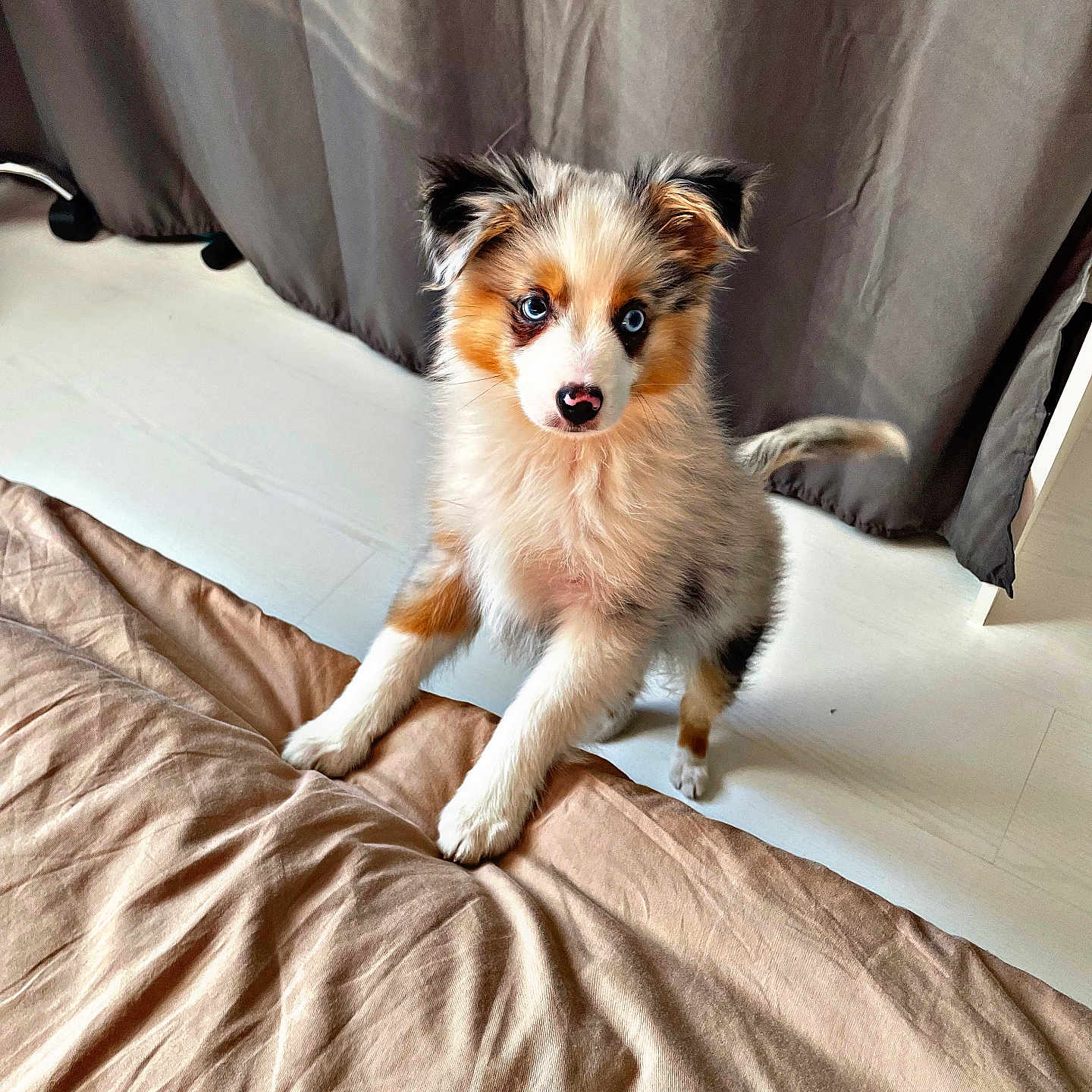 Sun participe au concours pour gagner de l'argent avec cette photo : animal, bed, bedroom, blanket, canine, cat, cockerspaniel, couch, cushion, dog, dogbed, furniture, homedecor, indoors, kitten, papillon, pet, puppy, room