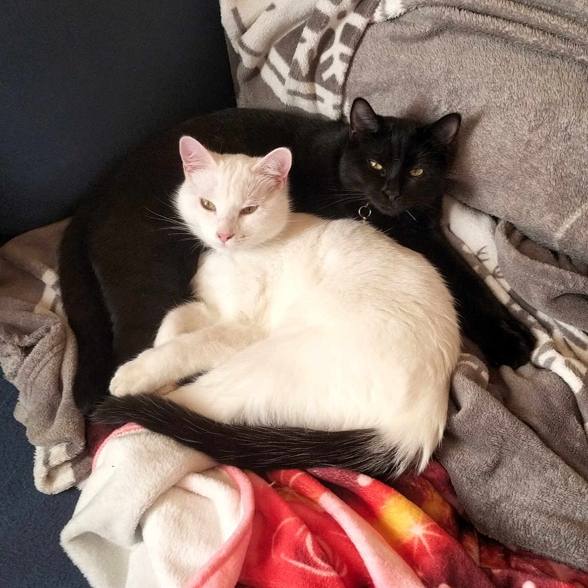 Mystique Et Oreo