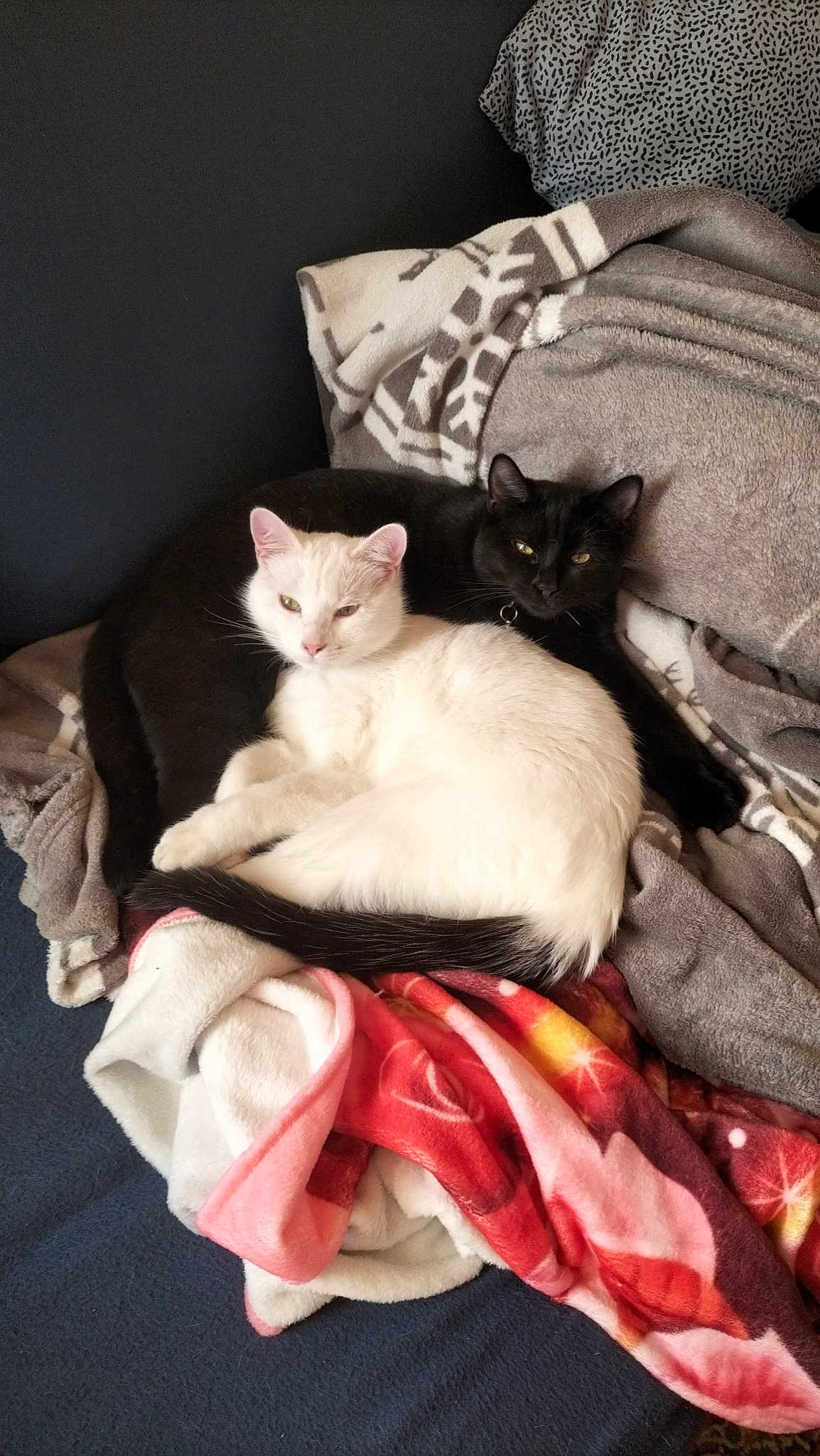 Mystique Et Oreo