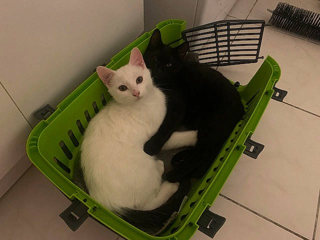 Mystique Et Oreo a rejoint le concours — aidez-le/la à gagner de superbes lots ! animal_shelter, box, carnivore, cat, cat_supply, chair, comfort, domestic_short_haired_cat, felidae, flooring, fur, hardwood, home_appliance, paper_product, paw, pet_supply, room, small_to_medium_sized_cats, tail, whiskers