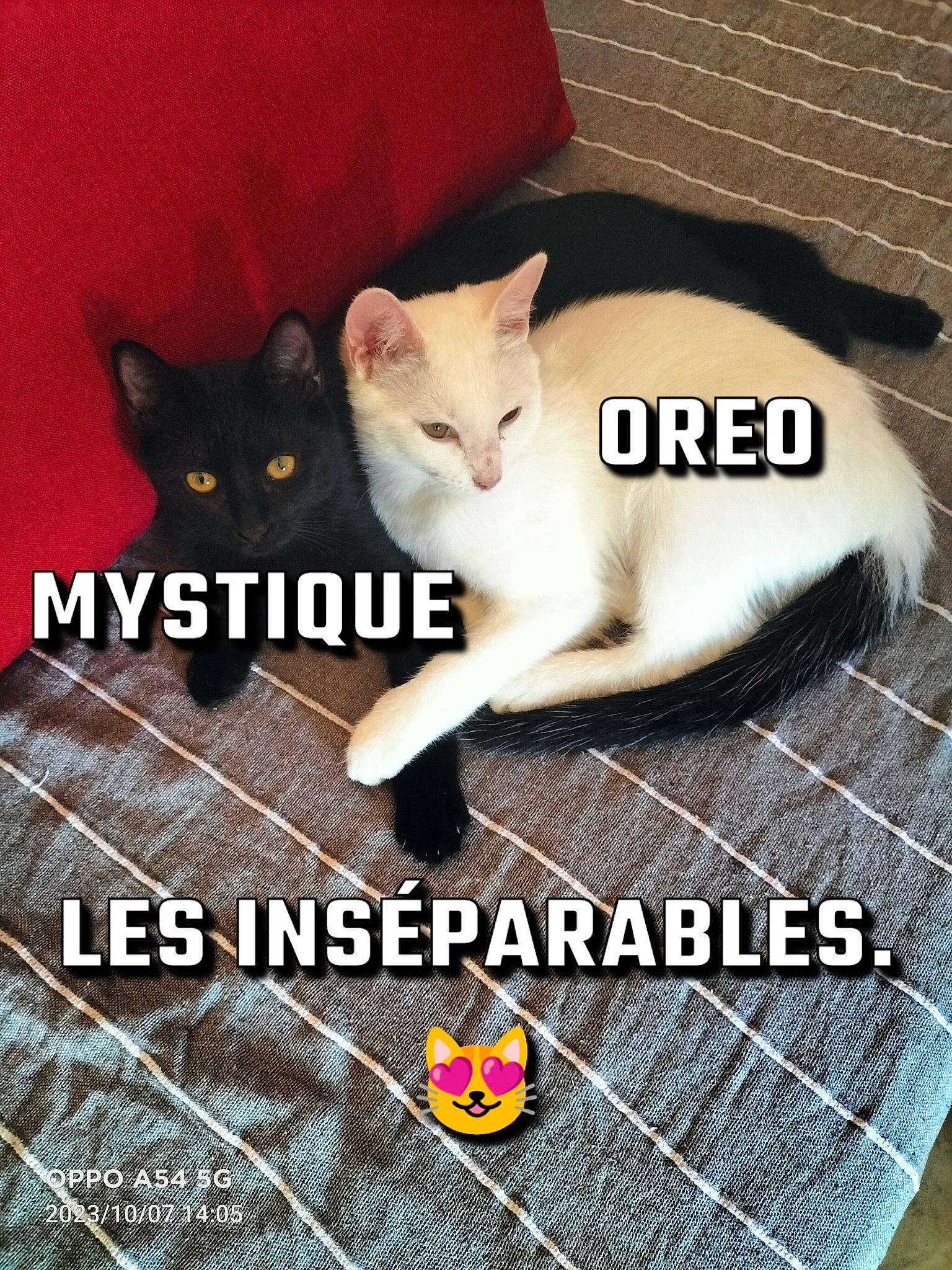 Mystique Et Oreo a rejoint le concours — aidez-le/la à gagner de superbes lots ! asphalt, carnivore, cat, comfort, domestic_short_haired_cat, felidae, font, fur, internet_meme, mammal, metal, paw, photo_caption, small_to_medium_sized_cats, tail, terrestrial_animal, vertebrate, whiskers
