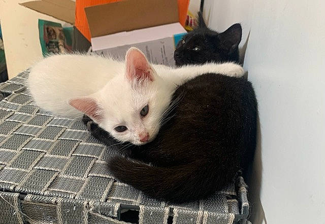 Mystique Et Oreo participe au concours pour gagner de l'argent avec cette photo : box, carnivore, carton, cat, claw, domestic_short_haired_cat, felidae, flooring, fur, iris, pattern, paw, pet_supply, shipping_box, small_to_medium_sized_cats, snout, tail, whiskers