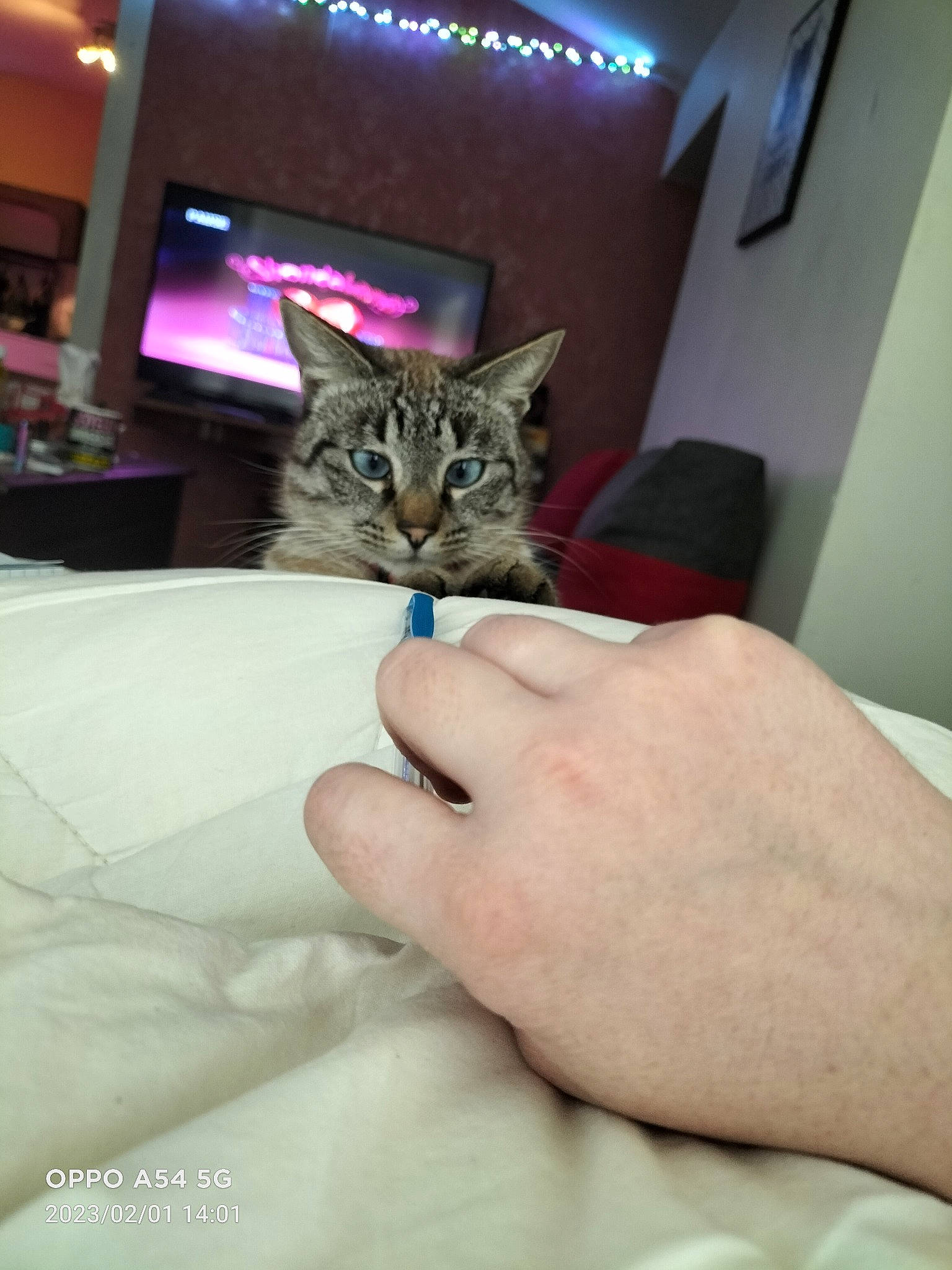 Simba participe au concours pour gagner de l'argent avec cette photo : bed, carnivore, cat, claw, comfort, domestic_short_haired_cat, fawn, felidae, finger, fur, gesture, linens, nail, picture_frame, room, small_to_medium_sized_cats, television, whiskers, wrist