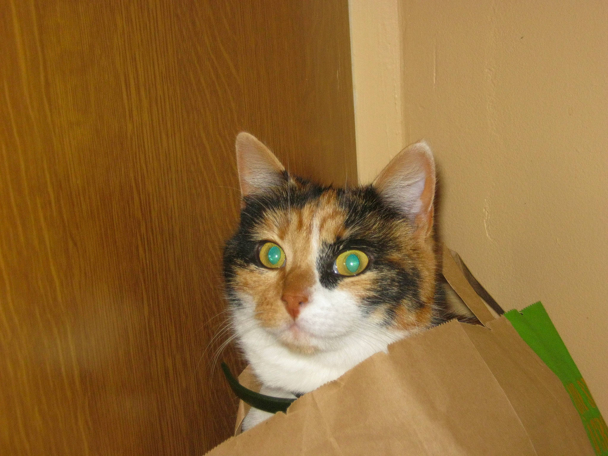 Isa a rejoint le concours — aidez-le/la à gagner de superbes lots ! box, carnivore, cat, domestic_short_haired_cat, door, felidae, fur, hardwood, small_to_medium_sized_cats, snout, varnish, whiskers, window, wood