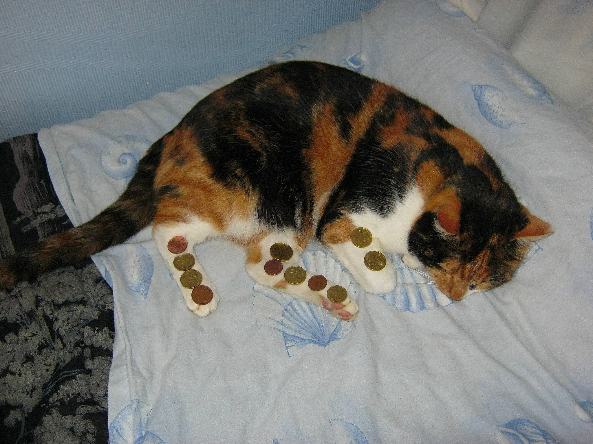 Isa a rejoint le concours — aidez-le/la à gagner de superbes lots ! bed, canidae, carnivore, cat, cat_supply, comfort, dog_breed, domestic_short_haired_cat, fawn, felidae, fur, linens, paw, room, small_to_medium_sized_cats, snout, tail, terrestrial_animal, textile, whiskers