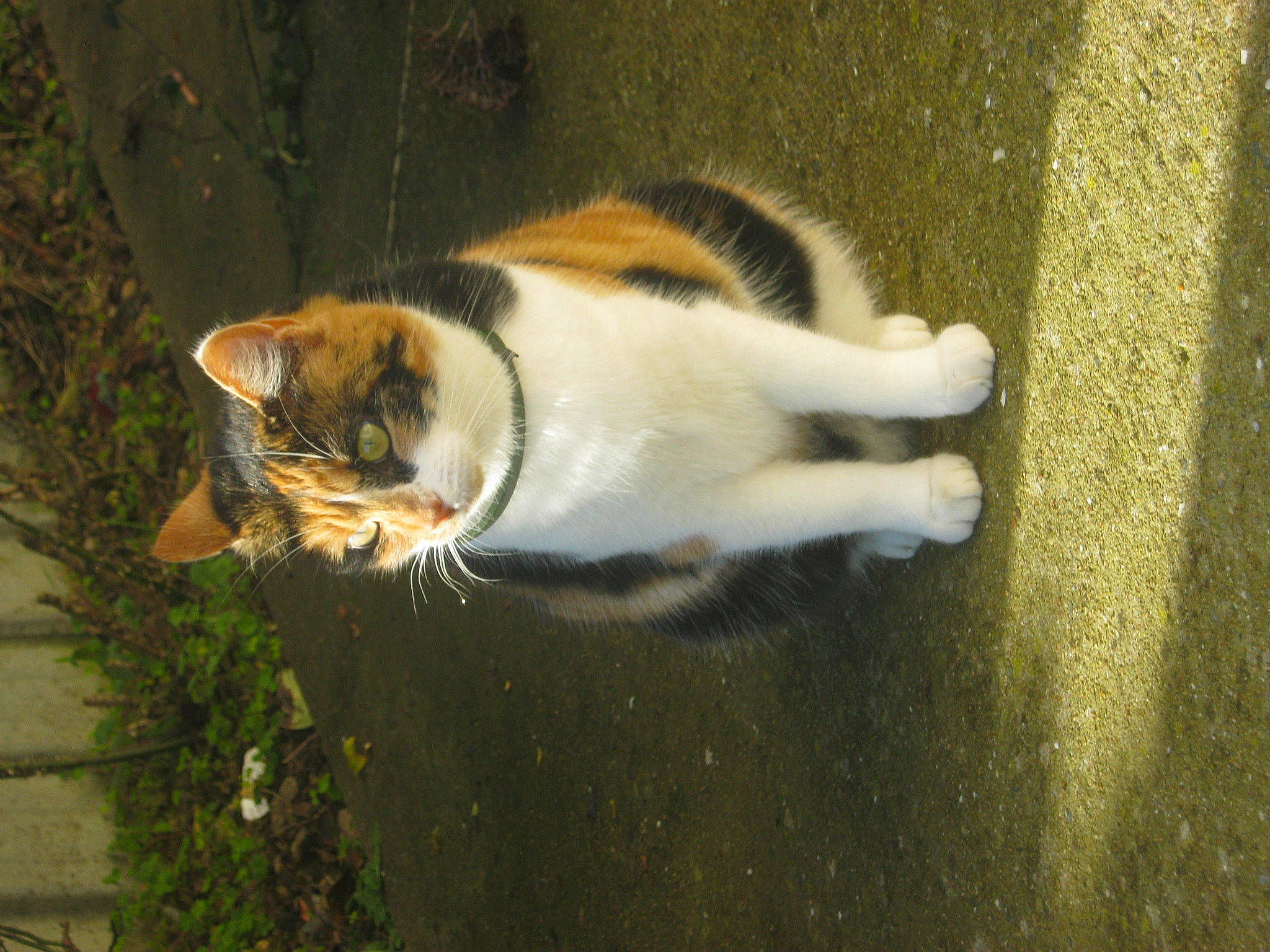 Isa participe au concours pour gagner de l'argent avec cette photo : carnivore, cat, domestic_short_haired_cat, felidae, flowerpot, fur, grass, paw, plant, small_to_medium_sized_cats, snout, tail, terrestrial_animal, tree, whiskers, wildlife, wood