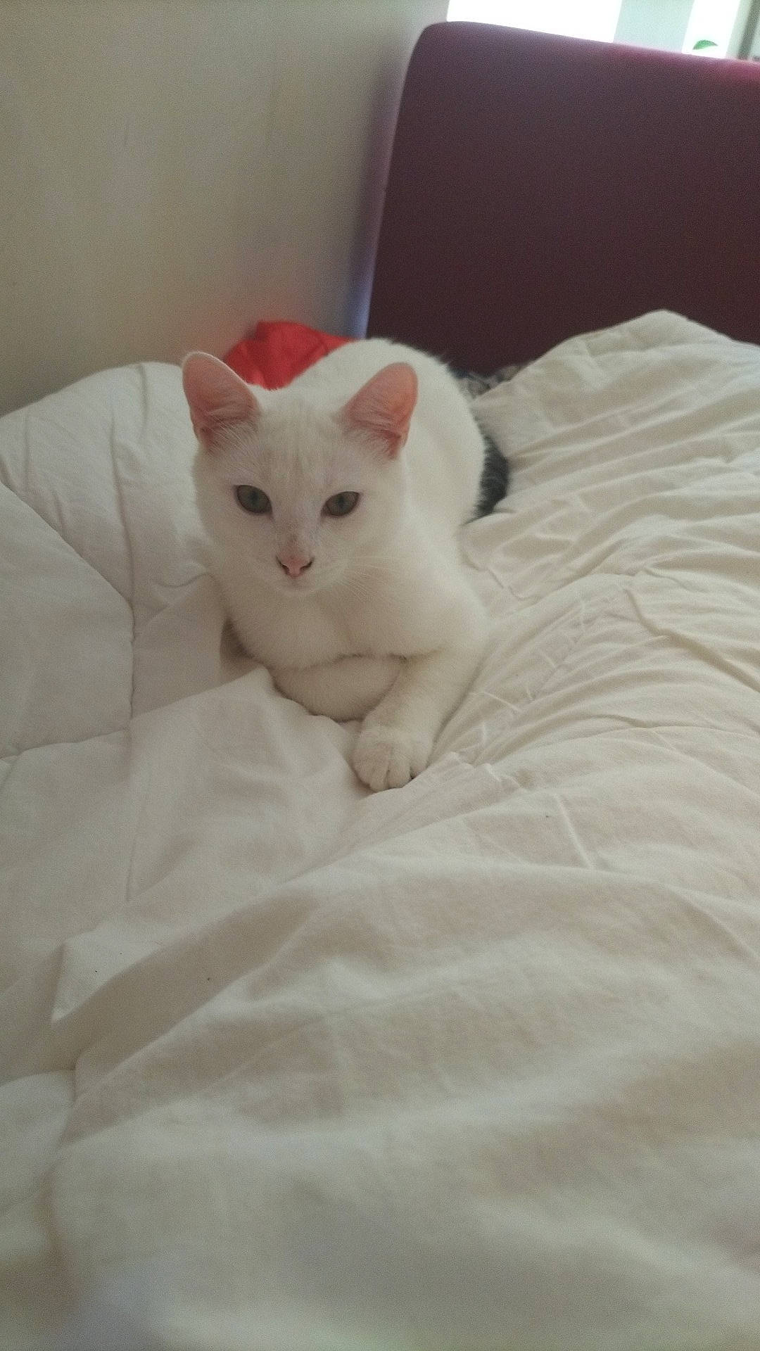 Oreo a rejoint le concours — aidez-le/la à gagner de superbes lots ! carnivore, cat, comfort, domestic_short_haired_cat, felidae, fur, linens, paw, small_to_medium_sized_cats, tail, terrestrial_animal, whiskers