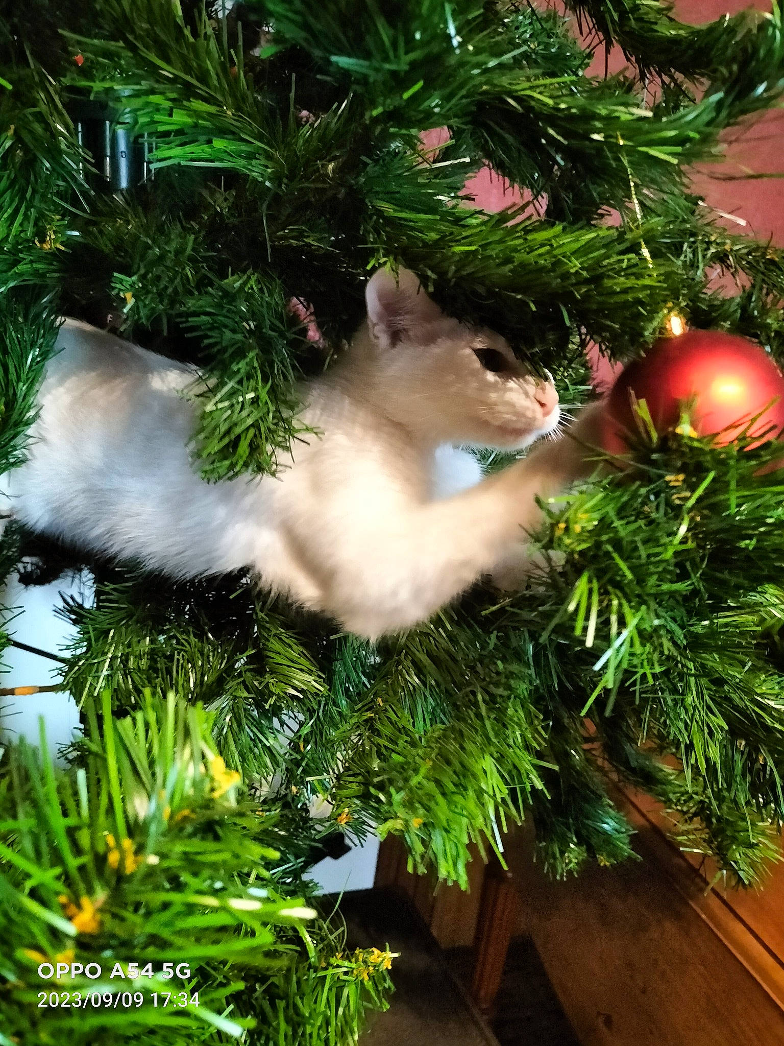 Oreo a rejoint le concours — aidez-le/la à gagner de superbes lots ! cat, christmas, christmas_decoration, christmas_eve, christmas_ornament, christmas_tree, conifer, event, evergreen, fur, grass, holiday, holiday_ornament, larch, ornament, plant, shortstraw_pine, tail, tradition, twig