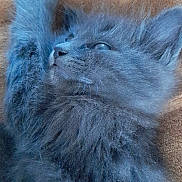 Chanel participe au concours pour gagner de l'argent avec cette photo : animal, blanket, cat, close_up, cozy, cute, feline, fluffy, gray_fur, indoor, kitten, pet, portrait, relaxed, resting, sleeping, small, soft_texture, whiskers, young