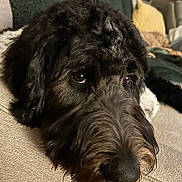 Vinny joined the competition — help win amazing prizes! animal, black_dog, canine, close_up, companion, couch, cozy, dog, eyes, face, fur, furniture, indoor, living_room, mammal, nose, pet, portrait, relaxed, resting