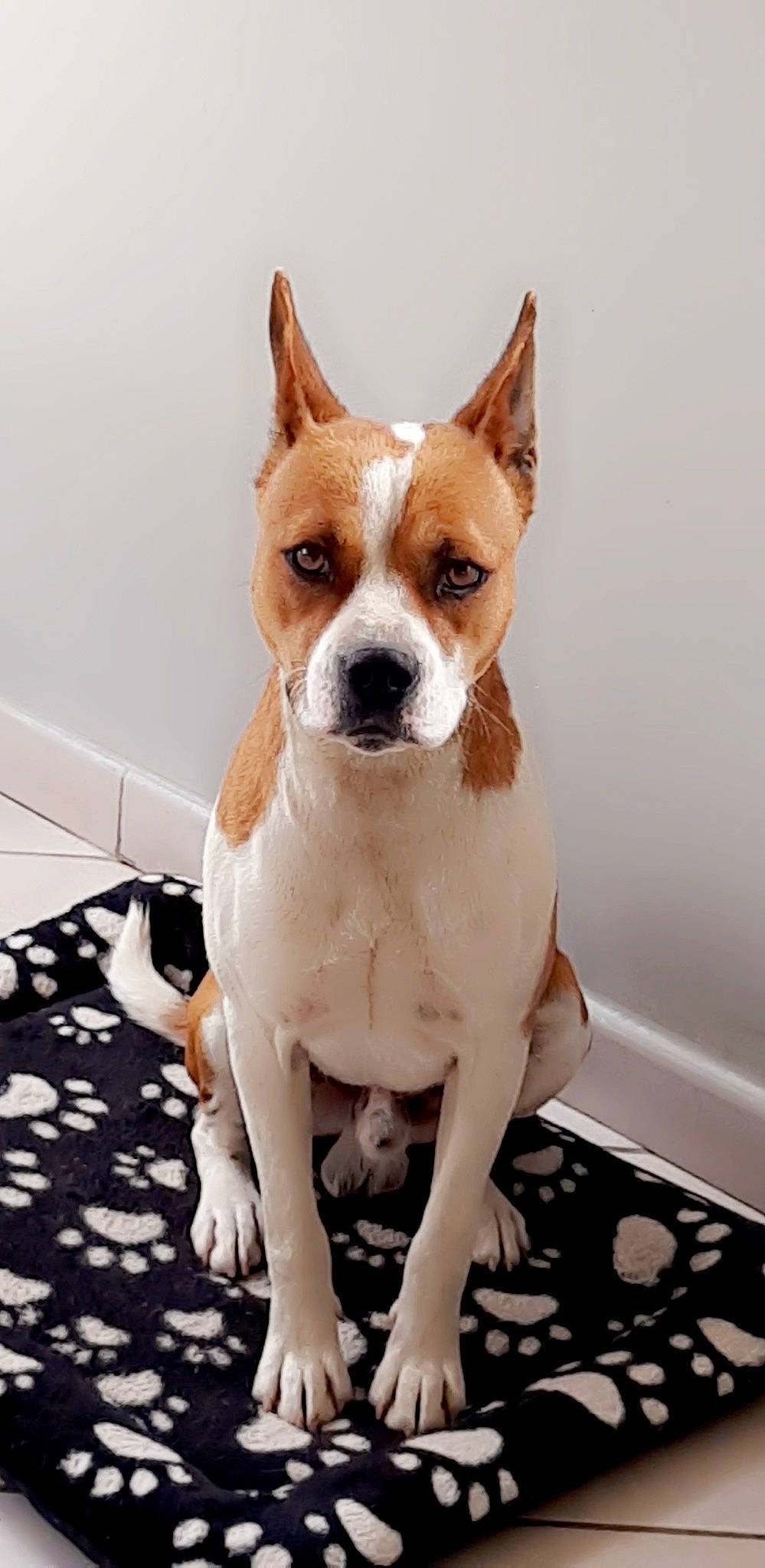 Narco a rejoint le concours — aidez-le/la à gagner de superbes lots ! ancient_dog_breeds, boston_terrier, canidae, carnivore, collar, companion_dog, dog, dog_breed, dog_collar, dog_supply, fawn, non_sporting_group, snout, sporting_group, tail, terrestrial_animal, terrier, toy_dog, whiskers, working_animal