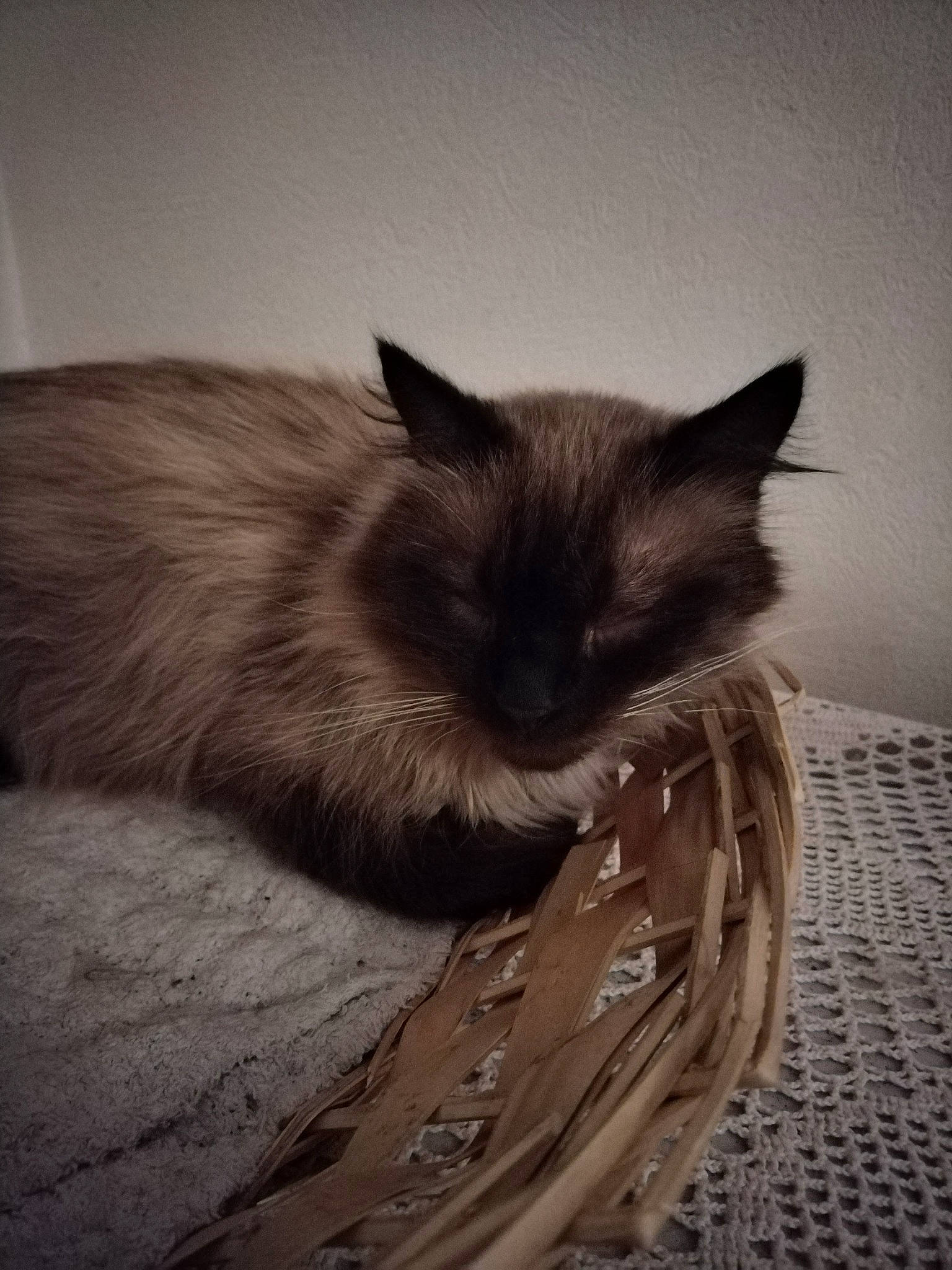 Shyba participe au concours pour gagner de l'argent avec cette photo : birman, carnivore, cat, comfort, fawn, felidae, flooring, fur, grey, hardwood, monochrome, ragdoll, siamese, sky, small_to_medium_sized_cats, snout, tail, tints_and_shades, whiskers, wood