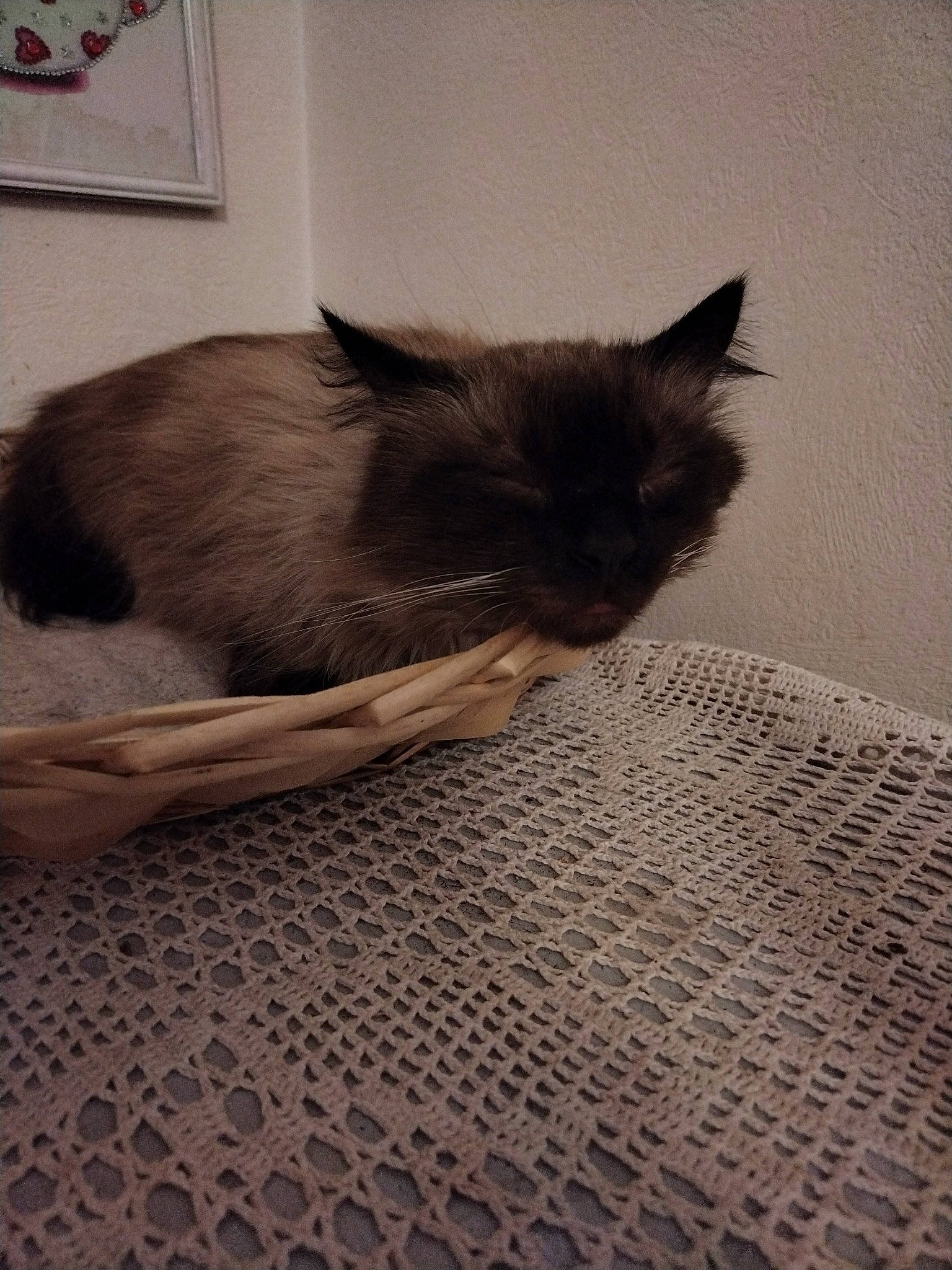 Shyba participe au concours pour gagner de l'argent avec cette photo : birman, carnivore, cat, comfort, domestic_short_haired_cat, eye, fawn, felidae, floor, flooring, fur, grey, hardwood, linens, siamese, small_to_medium_sized_cats, snout, tail, tints_and_shades, whiskers