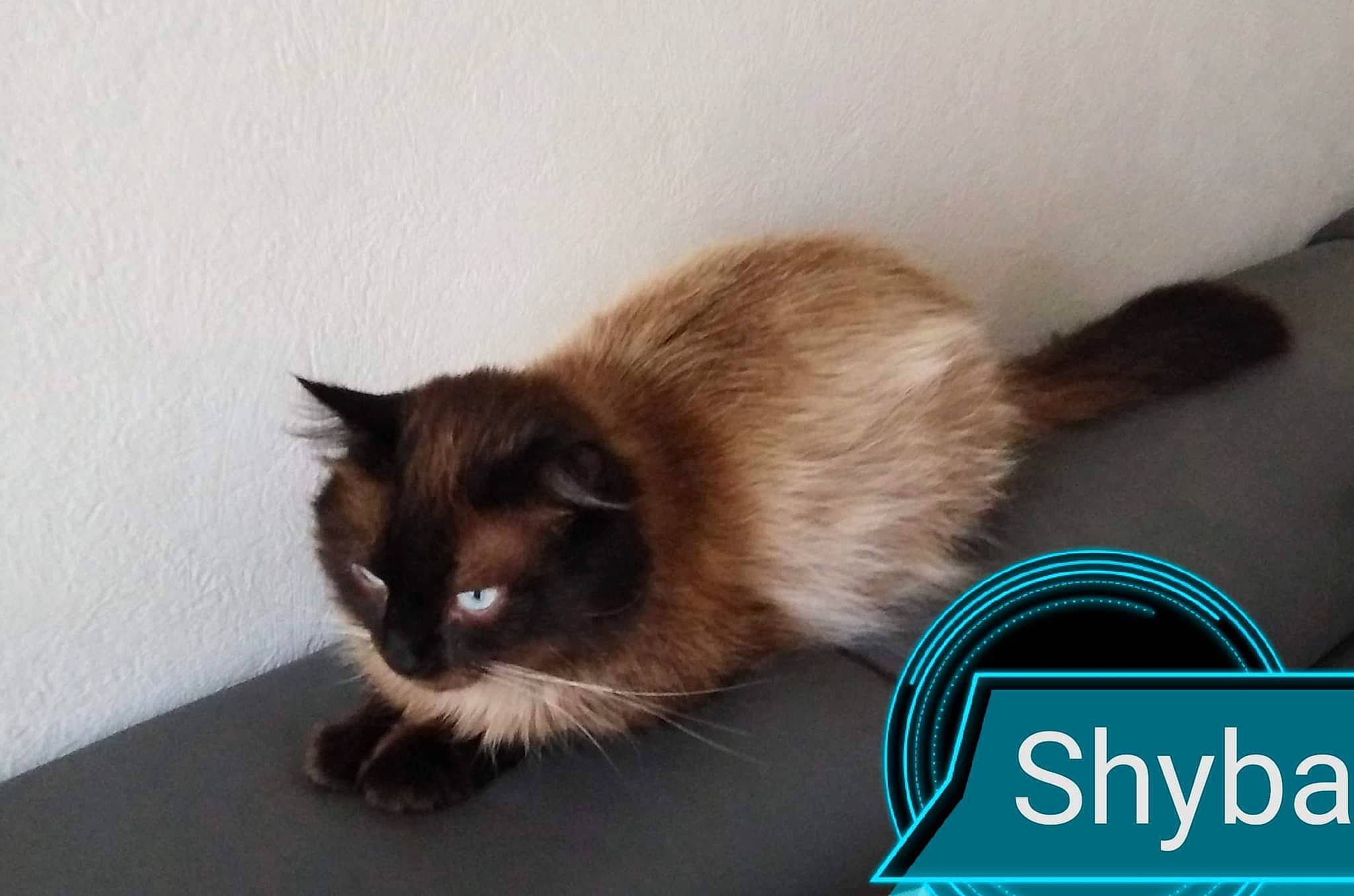 Shyba a rejoint le concours — aidez-le/la à gagner de superbes lots ! balinese, box, carnivore, cat, claw, fawn, felidae, fur, logo, paw, photo_caption, siamese, small_to_medium_sized_cats, tail, thai, whiskers