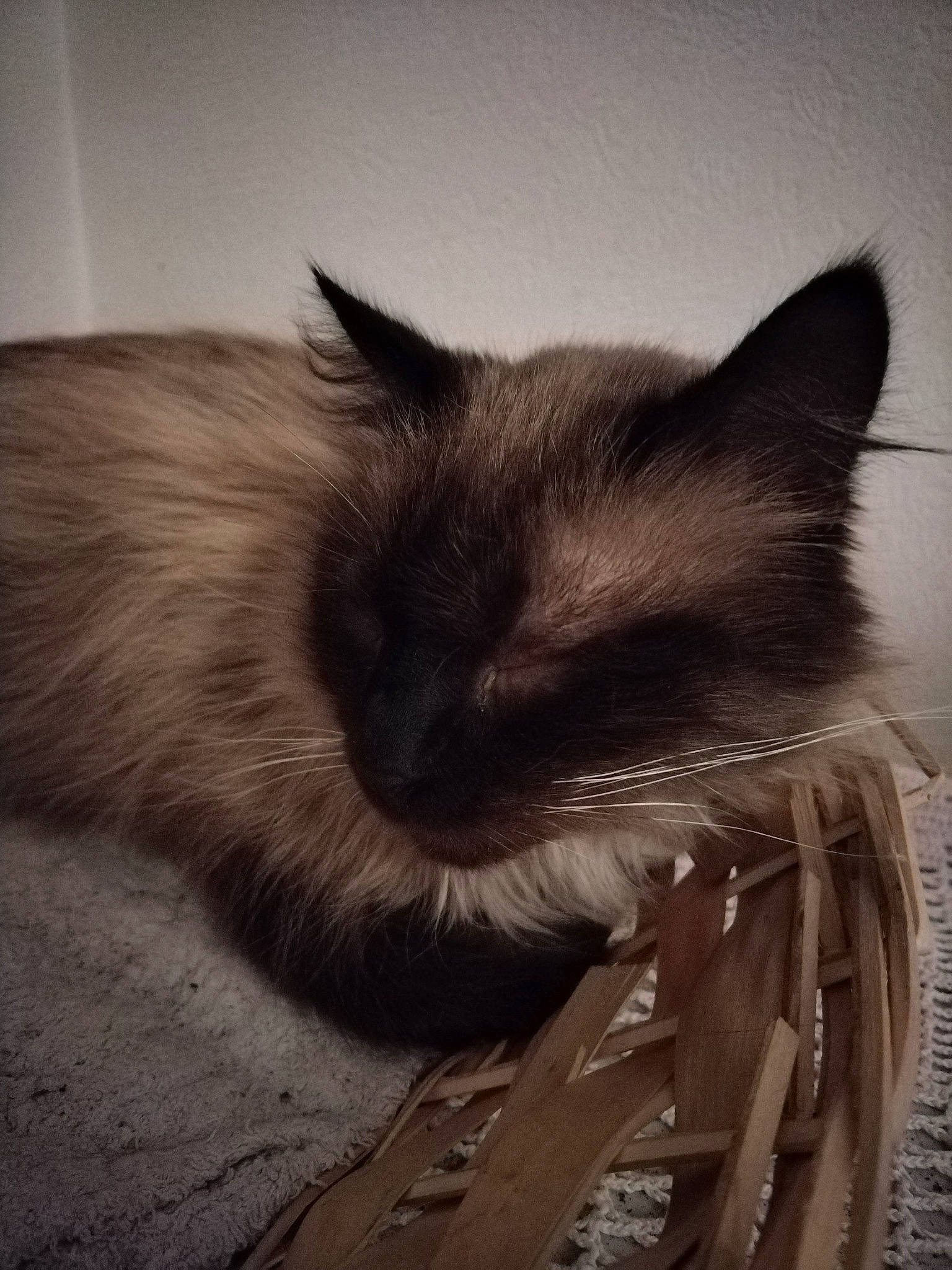 Shyba participe au concours pour gagner de l'argent avec cette photo : balinese, birman, carnivore, cat, cloud, felidae, fur, grey, monochrome, monochrome_photography, paw, siamese, sky, small_to_medium_sized_cats, snout, tail, thai, tints_and_shades, whiskers, wood