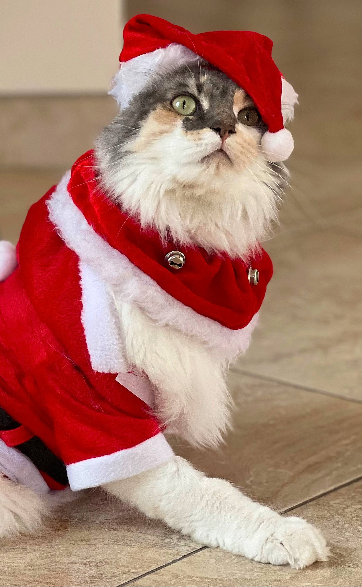 Polka participe au concours pour gagner de l'argent avec cette photo : carnivore, cat, christmas_ornament, collar, companion_dog, costume_hat, event, fashion_accessory, fawn, felidae, fictional_character, fur, fur_clothing, hat, holiday, santa_claus, small_to_medium_sized_cats, snout, tail, whiskers