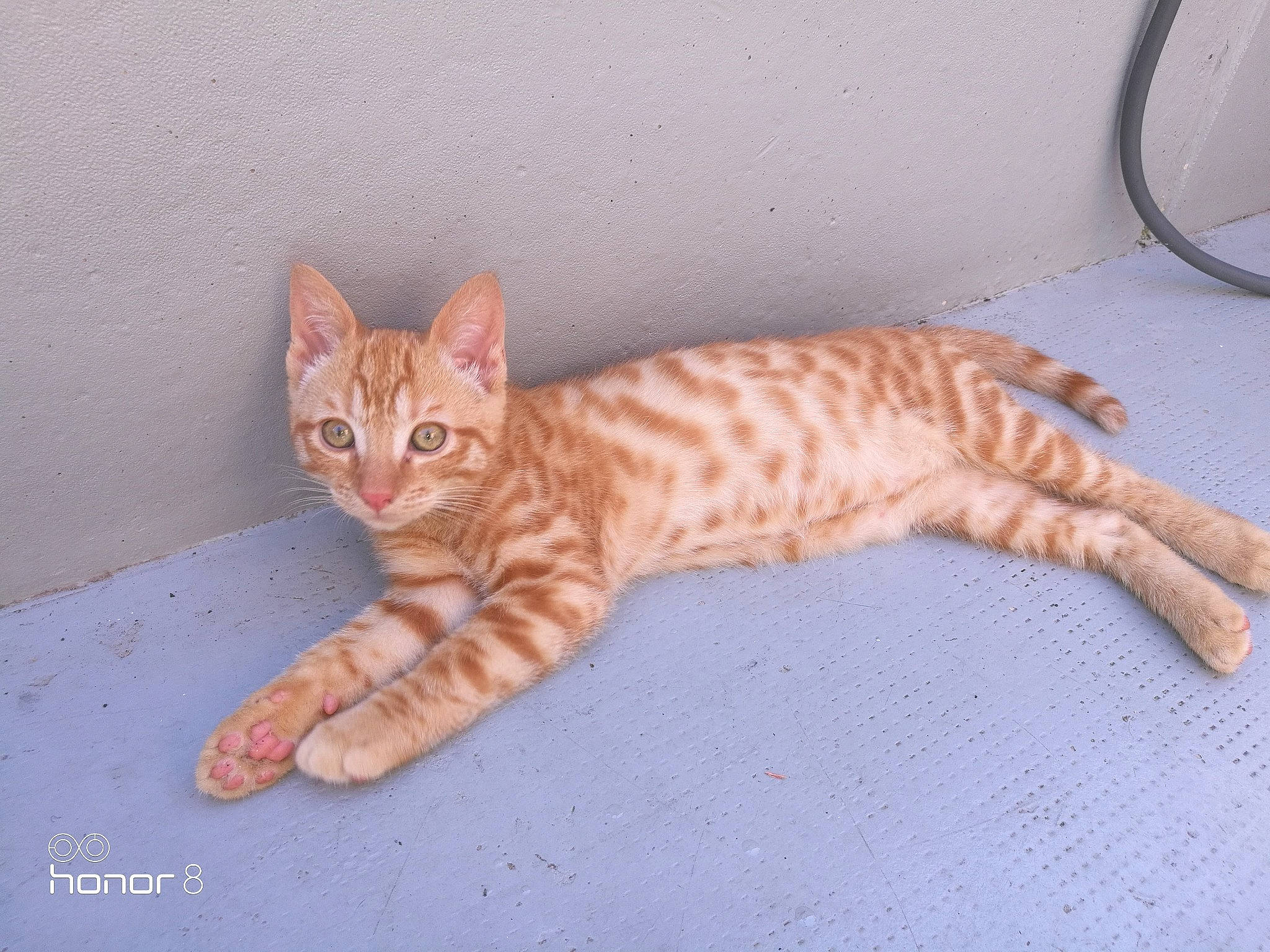 Pulco a rejoint le concours — aidez-le/la à gagner de superbes lots ! aegean_cat, arabian_mau, australian_mist, bengal, california_spangled, carnivore, cat, domestic_short_haired_cat, dragon_li, european_shorthair, felidae, kitten, mammal, ocicat, small_to_medium_sized_cats, tabby_cat, tail, toyger, vertebrate, whiskers