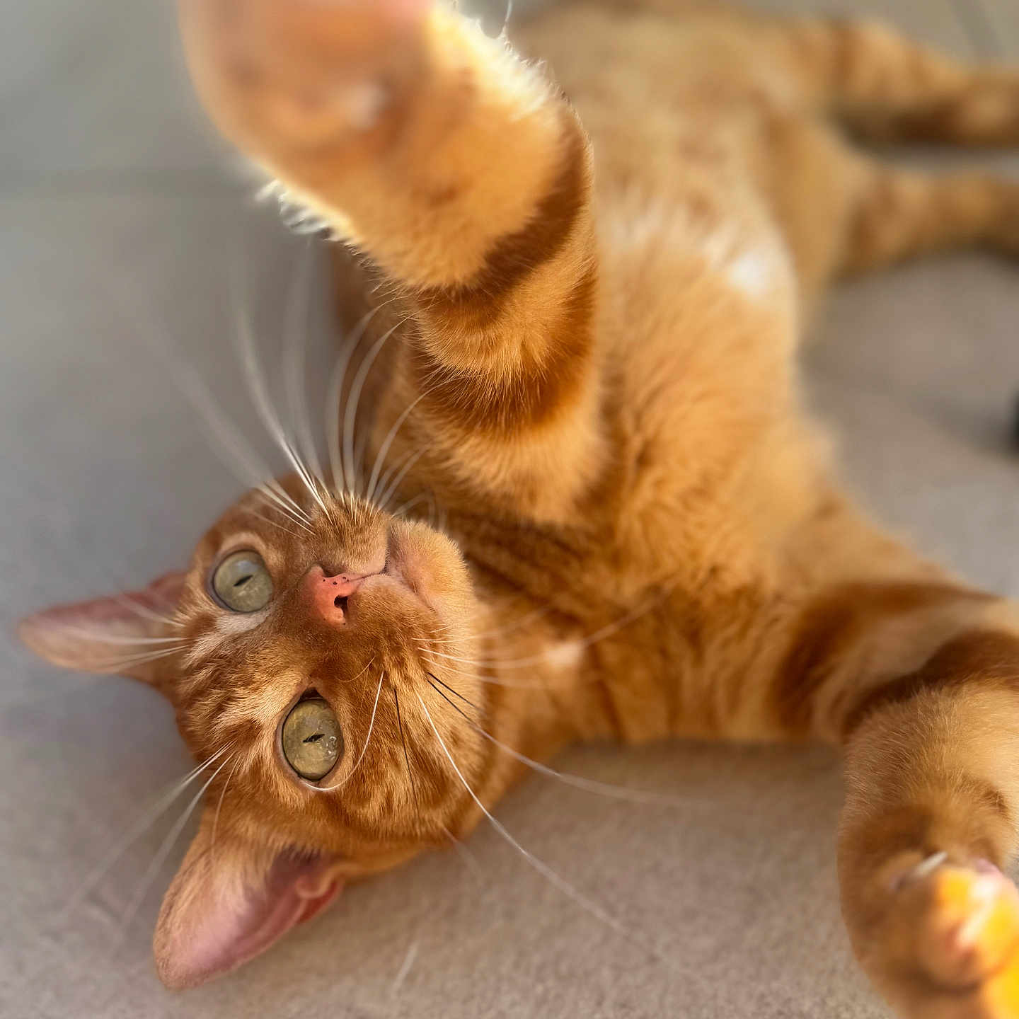 Rocky participe au concours pour gagner de l'argent avec cette photo : animal, cat, close_up, curious, cute, ears, eyes, feline, floor, fur, indoor, lying_down, nose, orange_tabby, paw, pet, playful, relaxed, soft_light, whiskers