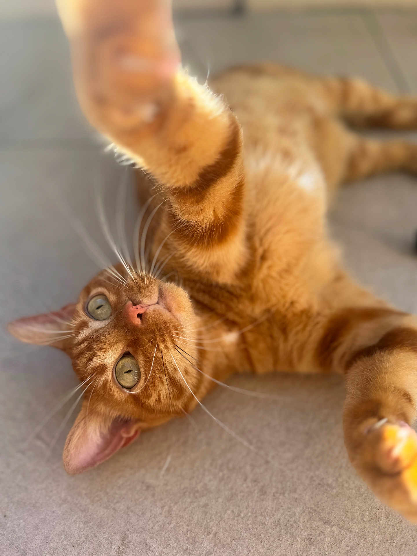 Rocky participe au concours pour gagner de l'argent avec cette photo : cat, orange_tabby, pet, animal, feline, whiskers, paw, playful, curious, lying_down, indoor, close_up, soft_light, floor, fur, ears, eyes, nose, relaxed, cute