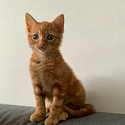 Rocky a rejoint le concours — aidez-le/la à gagner de superbes lots ! kitten, cat, orange_tabby, pet, feline, young_animal, cute, sitting, indoor, couch, fur, whiskers, ears, eyes, tail, domestic_cat, animal, portrait, curious, soft_light