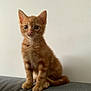 kitten, cat, orange_tabby, pet, feline, young_animal, cute, sitting, indoor, couch, fur, whiskers, ears, eyes, tail, domestic_cat, animal, portrait, curious, soft_light