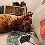 Rocky a rejoint le concours — aidez-le/la à gagner de superbes lots ! cat, orange_tabby, pet, bed, paw, stretching, curious, indoor, furniture, cabinet, guitar, framed_picture, blanket, cozy, relaxing, whiskers, fur, playful, animal, closeup