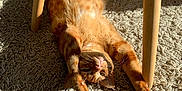 Rocky a rejoint le concours — aidez-le/la à gagner de superbes lots ! cat, ginger_cat, stretching, carpet, sunlight, indoor, wooden_chair_legs, pet, feline, relaxed, paws, whiskers, fur, home, cozy, shadow, texture, animal, playful, resting
