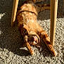 cat, ginger_cat, stretching, carpet, sunlight, indoor, wooden_chair_legs, pet, feline, relaxed, paws, whiskers, fur, home, cozy, shadow, texture, animal, playful, resting