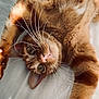 Rocky a rejoint le concours — aidez-le/la à gagner de superbes lots ! cat, ginger_cat, whiskers, close_up, stretching, relaxation, fur, pet, animal, cute, playful, indoor, soft_light, cozy, portrait, feline, curious, pink_nose, sleepy, bed