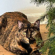 Cali is registered to the contest to win money with this photo: cat, tortoiseshell, animal, pet, indoor, floor, wooden_floor, greenery, plant, feline, whiskers, ears, eyes, fur, closeup, curious, crouching, looking, nature, domestic