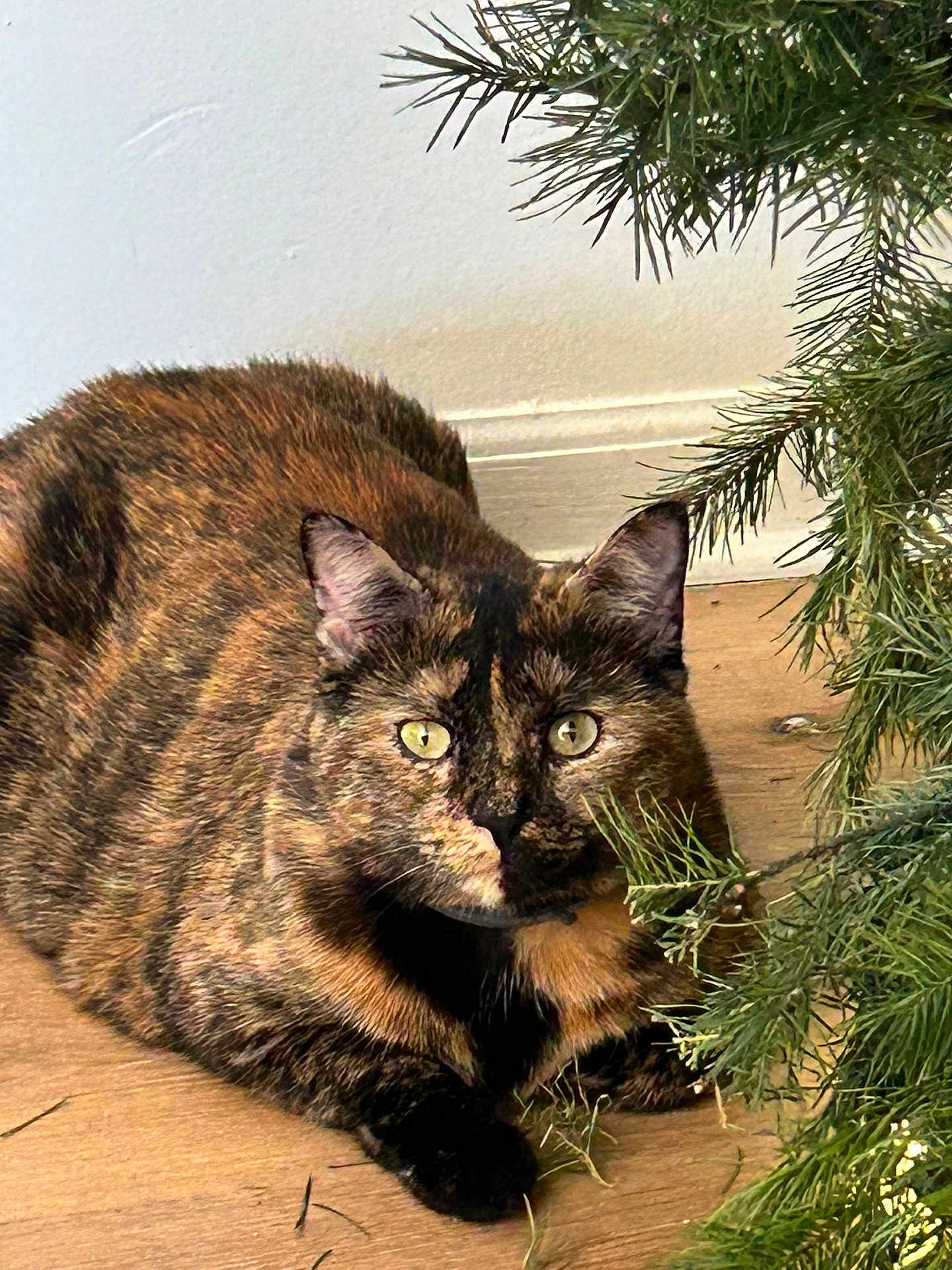Cali is registered to the contest to win money with this photo: cat, tortoiseshell, animal, pet, indoor, floor, wooden_floor, greenery, plant, feline, whiskers, ears, eyes, fur, closeup, curious, crouching, looking, nature, domestic