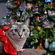 Marie joined the competition — help win amazing prizes! cat, red_dress, pearl_necklace, christmas_tree, holiday_decor, indoor, pet, feline, festive, ornaments, lights, couch, celebration, cute, portrait, animal, holiday, christmas, decorations, domestic_cat