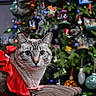 animal, cat, celebration, christmas, christmas_tree, couch, cute, decorations, domestic_cat, feline, festive, holiday, holiday_decor, indoor, lights, ornaments, pearl_necklace, pet, portrait, red_dress