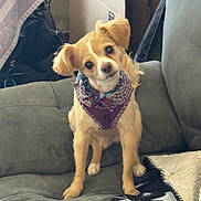 Layla joined the competition — help win amazing prizes! accessory, bandana, blanket, cardboard_box, couch, cozy, cute, dog, eyes, fur, furniture, indoor, living_room, paws, pet, portrait, sitting, small_dog, tilted_head, upholstery
