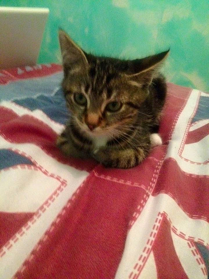 Leeloo a rejoint le concours — aidez-le/la à gagner de superbes lots ! bed, carnivore, cat, cat_bed, cat_supply, claw, comfort, domestic_short_haired_cat, eye, felidae, fur, linens, nap, pattern, paw, sleep, small_to_medium_sized_cats, snout, terrestrial_animal, whiskers