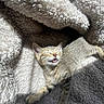 Charlie joined the competition — help win amazing prizes! kitten, cat, tabby, sleeping, sunlight, blanket, fluffy, cozy, cute, pet, animal, fur, whiskers, small, relaxing, indoor, soft, resting, happy, adorable