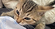 Charlie joined the competition — help win amazing prizes! kitten, tabby, cat, claws, fabric, blanket, cozy, snug, closeup, playful, cute, fur, whiskers, ears, paw, indoor, pet, animal, striped, young