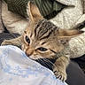 kitten, tabby, cat, claws, fabric, blanket, cozy, snug, closeup, playful, cute, fur, whiskers, ears, paw, indoor, pet, animal, striped, young