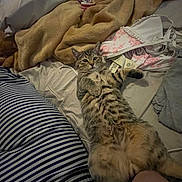 Charlie joined the competition — help win amazing prizes! tabby_cat, cat, bed, blanket, striped_pillow, clothing, relaxed, indoor, feline, fur, pet, domestic_animal, striped, lying_down, curious, cozy, fabric, soft, casual, resting