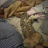 tabby_cat, cat, bed, blanket, striped_pillow, clothing, relaxed, indoor, feline, fur, pet, domestic_animal, striped, lying_down, curious, cozy, fabric, soft, casual, resting