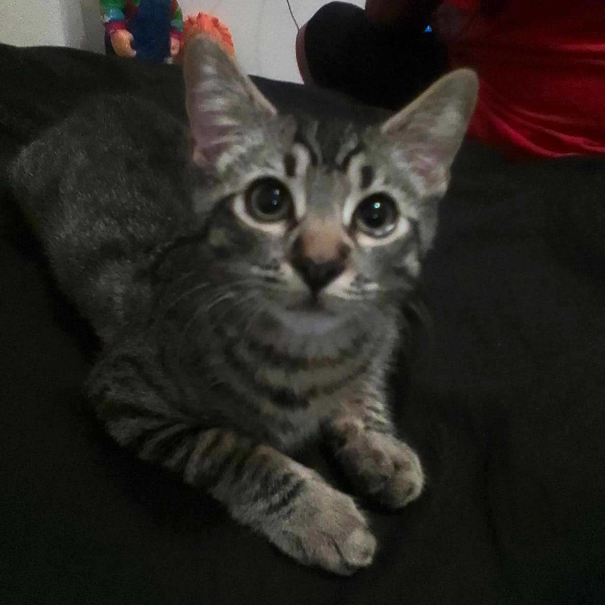 Mango
