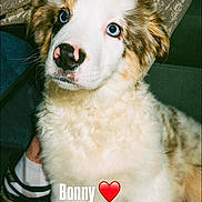 Bonny participe au concours pour gagner de l'argent avec cette photo : puppy, dog, blue_eyes, white_fur, brown_spots, pink_nose, indoor, carpet, footwear, sandals, camo_fabric, pet, cute, animal, face, sitting, portrait, young_dog, closeup, text_overlay