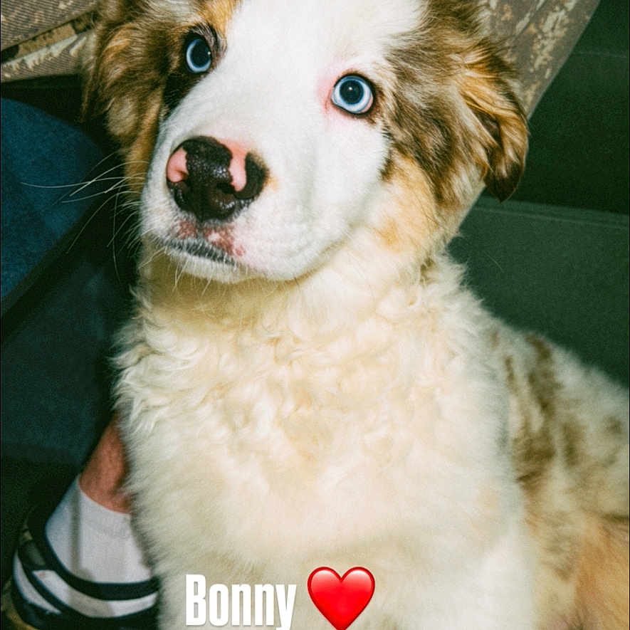 Bonny participe au concours pour gagner de l'argent avec cette photo : puppy, dog, blue_eyes, white_fur, brown_spots, pink_nose, indoor, carpet, footwear, sandals, camo_fabric, pet, cute, animal, face, sitting, portrait, young_dog, closeup, text_overlay