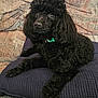dog, poodle, black_dog, pet, cushion, couch, indoor, fur, curly_fur, relaxed, animal, domestic_animal, companion, lying_down, close_up, collar, cute, portrait, mammal, face