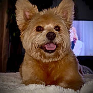 Charlie joined the competition — help win amazing prizes! animal, blanket, brown_eyes, companionship, cozy, cute, dog, ears, face, fluffy, fur, happy, home, indoor, mouth_open, pet, portrait, smiling, soft, television