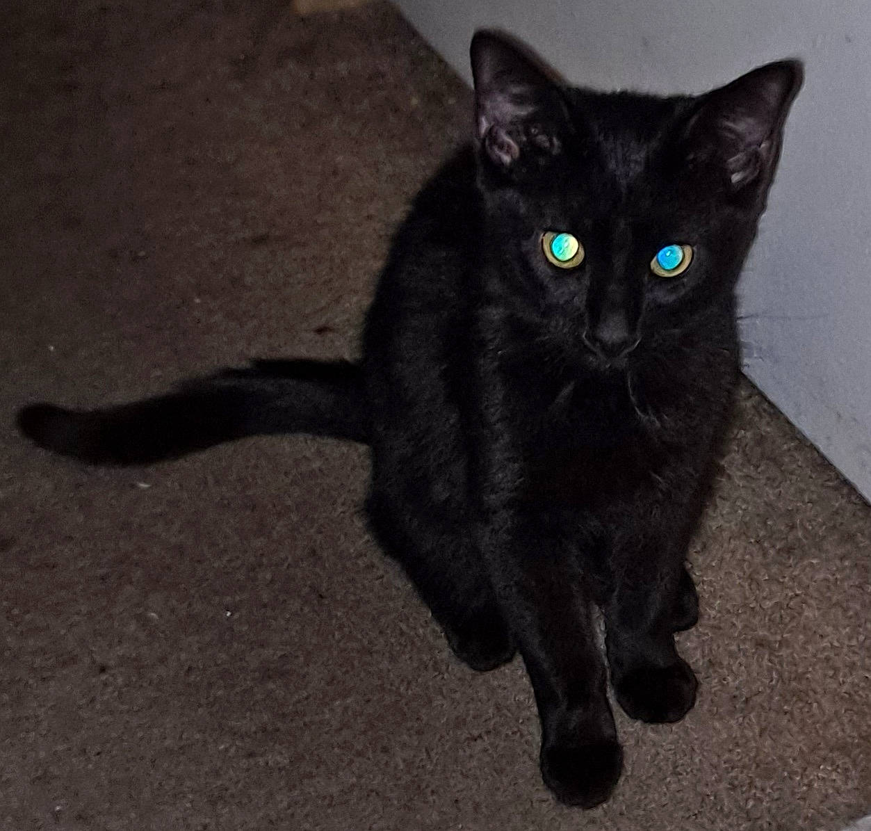 Morticia is registered to the contest to win money with this photo: black_cat, bombay, carnivore, cat, claw, domestic_short_haired_cat, electric_blue, felidae, flooring, fur, iris, paw, road_surface, shadow, small_to_medium_sized_cats, snout, tail, terrestrial_animal, whiskers