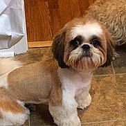Remy is registered to the contest to win money with this photo: dog, pet, indoor, floor, tile, fur, groomed, brown, white, cute, animal, companion, looking_up, small_dog, canine, domestic, home, two_dogs, curly_fur, friendly