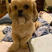 Winston is registered to the contest to win money with this photo: dog, bed, blanket, recipe_book, paws, furniture, wooden_dresser, indoor, pet, animal, canine, resting, cozy, home, background, sleeping_dog, curled_tail, collar, writing, pages