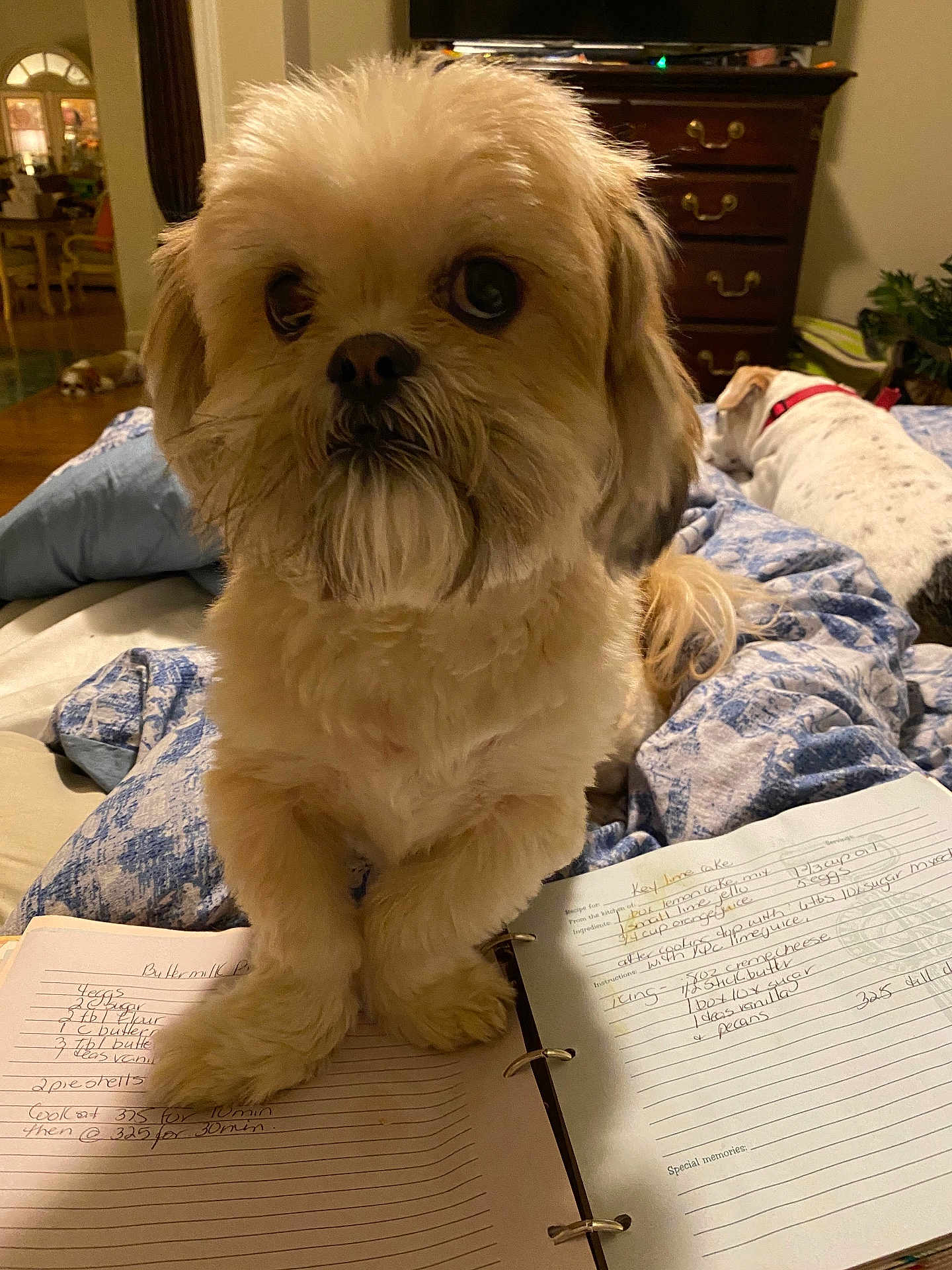 Winston is registered to the contest to win money with this photo: dog, bed, blanket, recipe_book, paws, furniture, wooden_dresser, indoor, pet, animal, canine, resting, cozy, home, background, sleeping_dog, curled_tail, collar, writing, pages